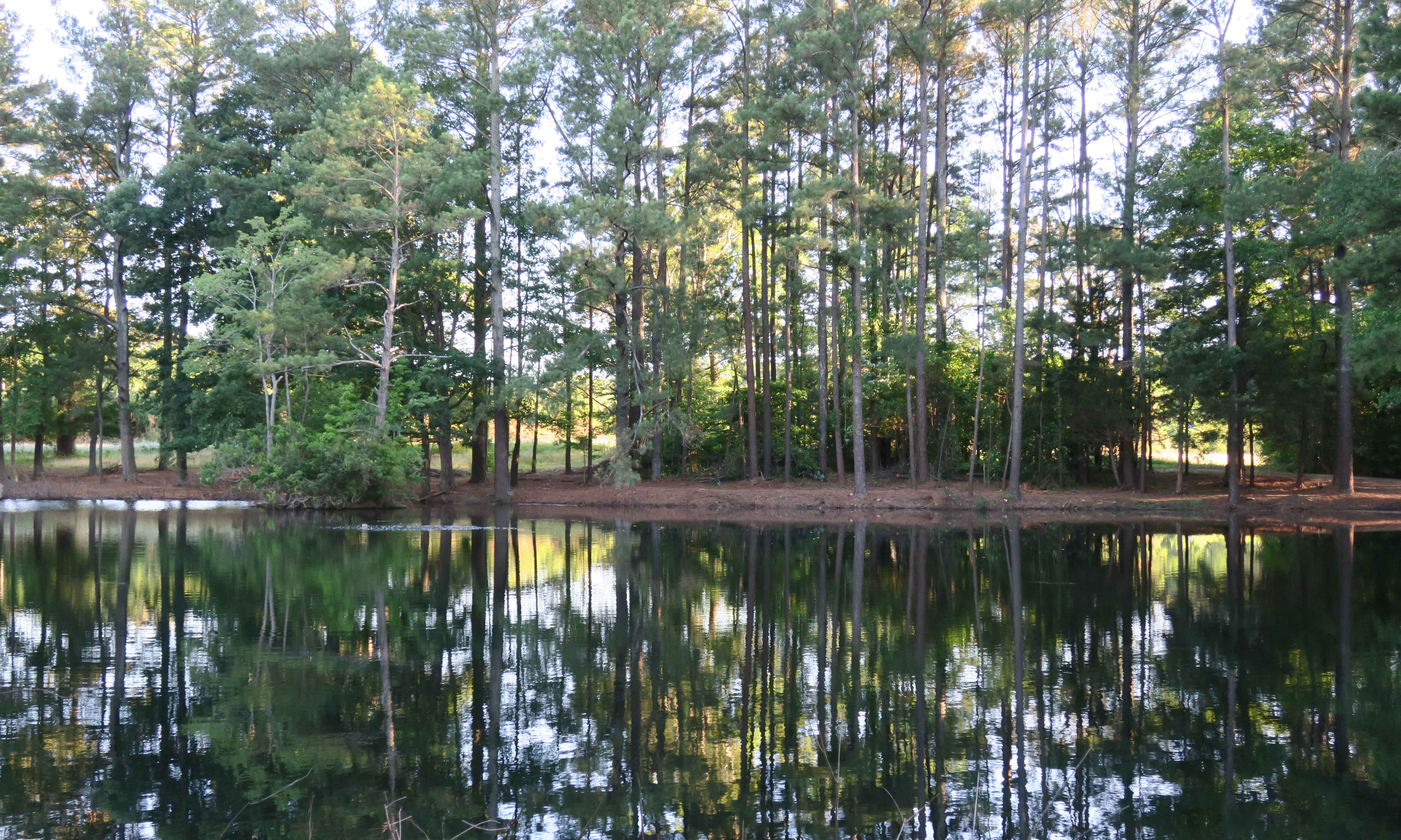 Attached picture pond 3.jpg